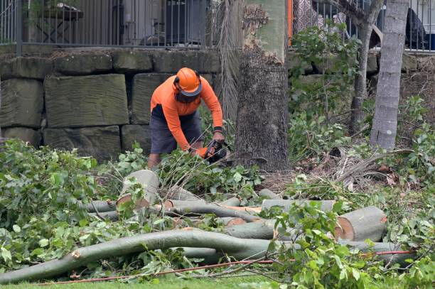 Trusted Pendleton, SC Tree Services Experts